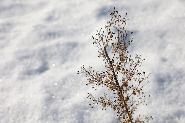 Droog gras in de sneeuwclose-up