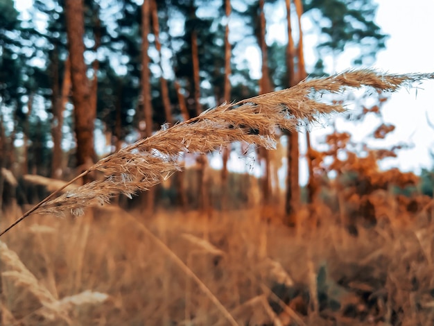 droog gras in het bos