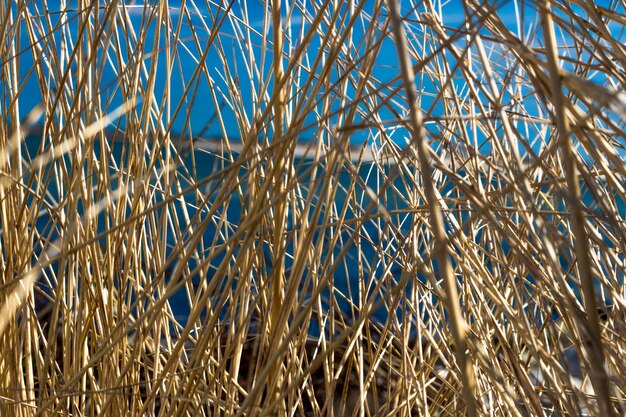 Foto droog gras met een rivier op de achtergrond