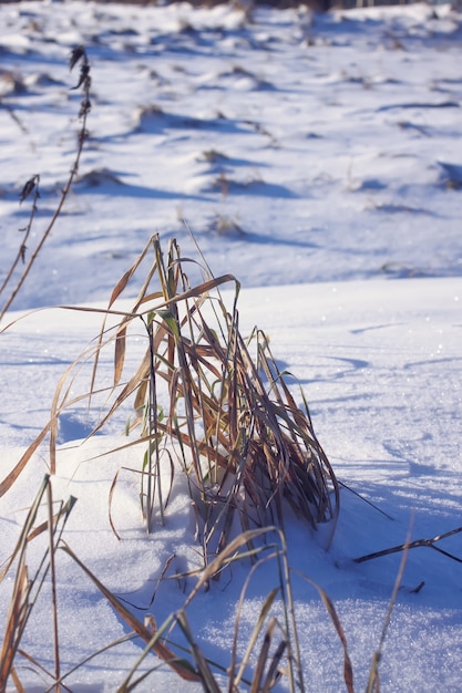 Droog gras op besneeuwde weide in zonnige winterdag.