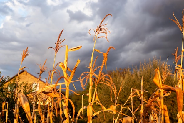 Droog gras op een landelijk veld na de oogst op een herfstavond met een bewolkte hemel