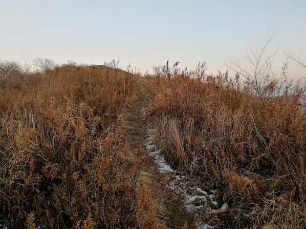 Foto droog gras op het veld tegen een heldere lucht in de winter