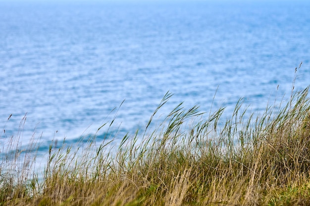 Droog gras, riet, stengels waait in de wind, horizontale, wazige zee op de achtergrond. Gras groeit op de heuvel boven het strand van de Baltische Zee, kopieer ruimte, close-up. Natuur, zomer, grasconcept, selectieve focus