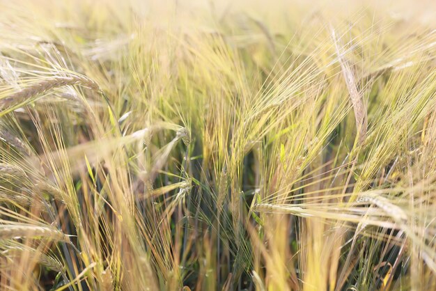 droog gras zonnestralen achtergrond wind natuur landschap vrijheid