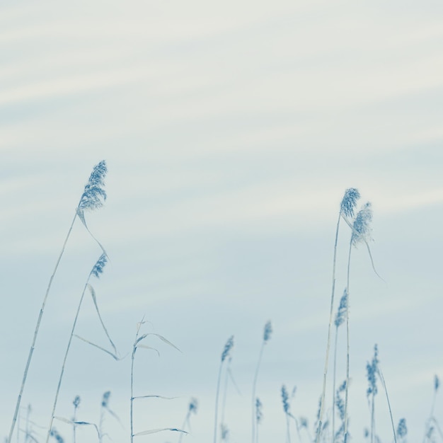 Droog grasriet tegen blauwe lucht natuurlijke achtergrond Milieu gemoedsrust weg van stadslawaai