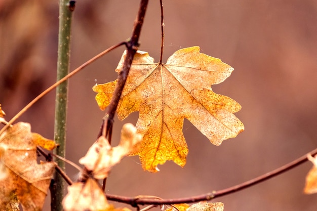 Droog herfst esdoornblad op een tak in het bos