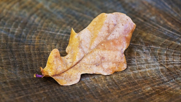 Droog herfstblad van eik op de stronk in het bos