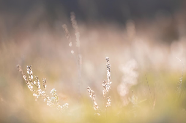 Droog herfstgras in de bergen bij zonsondergang Macro opname ondiepe scherptediepte Mooie herfst natuur achtergrond