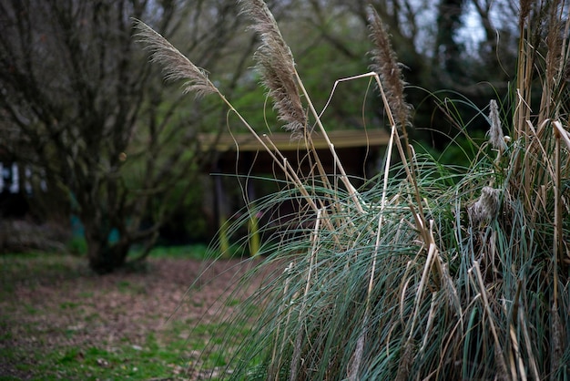 Droog het gras van vorig jaar in de buurt van het ecovillage-concept van de boerderij