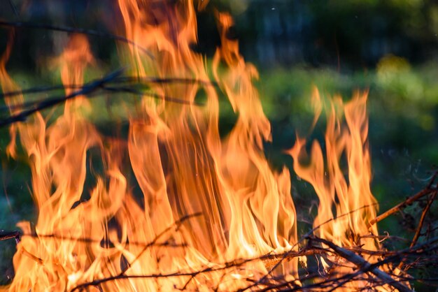 Droog kreupelhout verbranden in het vuur