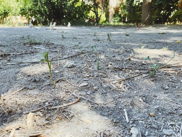 Droog land in een heet land steekt een kleine groene spruit met takjes uit de grondplant