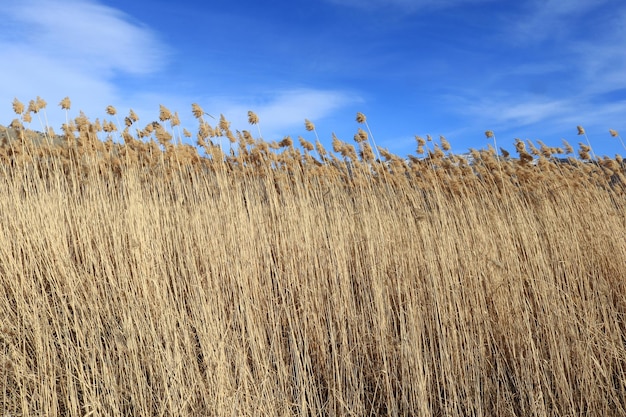 Droog pluizig riet natuur achtergrond