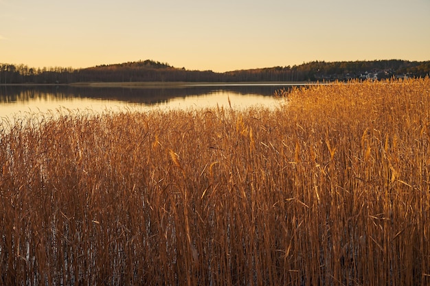 Droog riet aan de kust met water op de achtergrond