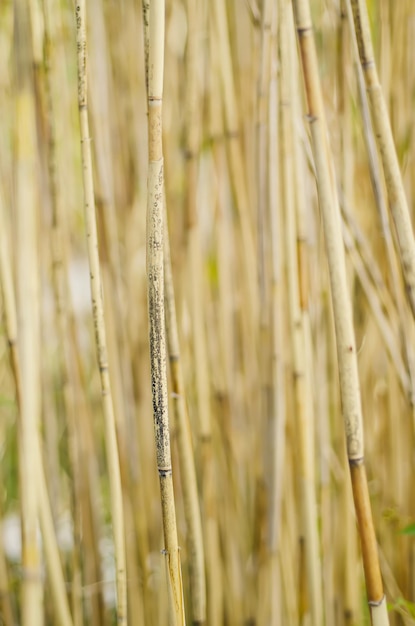 Droog riet achtergrond