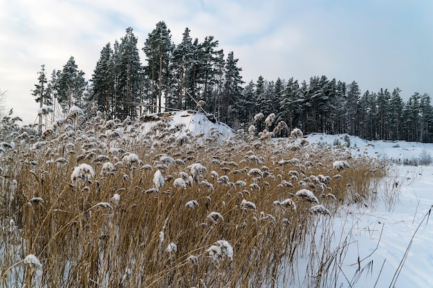 Droog riet bedekt met sneeuw aan de oever van een bevroren meer. regio Leningrad.