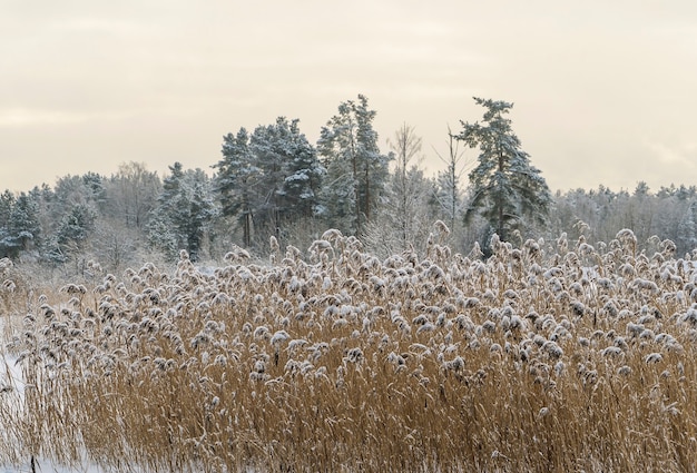 Droog riet bedekt met sneeuw aan de oever van een bevroren meer. regio Leningrad.