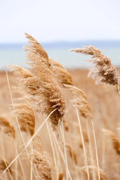 Droog riet buiten in lichte pastelkleuren rietlaag rietzaden Beige rietgras pampagras