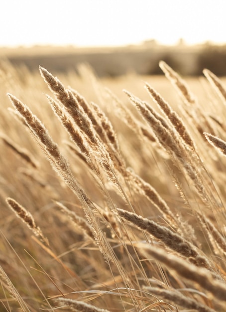 Droog riet buiten in lichte pastelkleuren rietlaag rietzaden beige rietgras pampagras