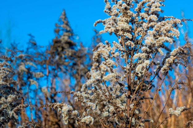 Droog riet tegen heldere lichtblauwe lucht op zonnige dag buitenshuis abstracte natuurlijke achtergrond in neutrale kleuren Minimale trendy pampasgras pluimen selectieve aandacht