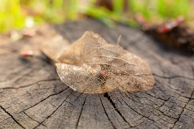 Droog skeletachtig blad op een stomp