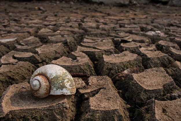 Foto droogte, droge grond op dode mosselen close-up.