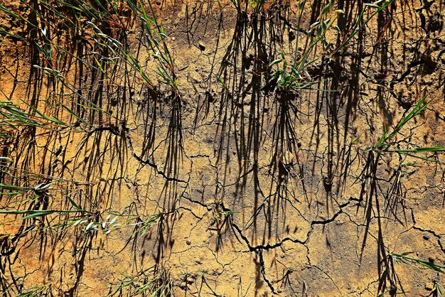 droogte in het veld landbouw probleem hitte gebarsten aarde