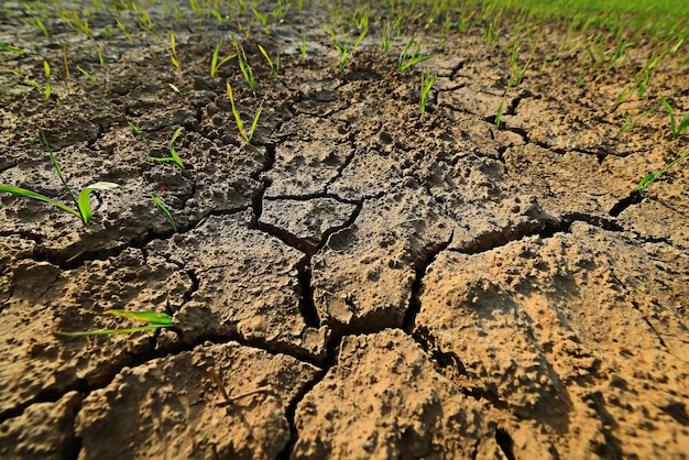 Foto droogte in het veld landbouw probleem hitte gebarsten aarde