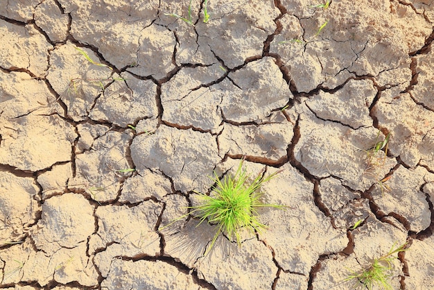 droogte in het veld landbouw probleem hitte gebarsten aarde