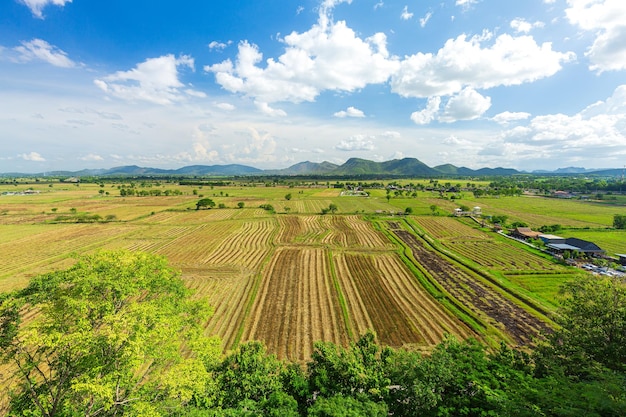 droogteseizoen droog oud rijstveld met vuil in zomerdag thailand jong rijstveld met