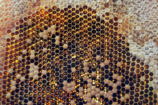 Drop of bee honey drip from hexagonal honeycombs filled with golden nectar Honeycombs summer composition consisting of drop natural honey drip on wax frame bee Drop of bee honey drip in honeycombs