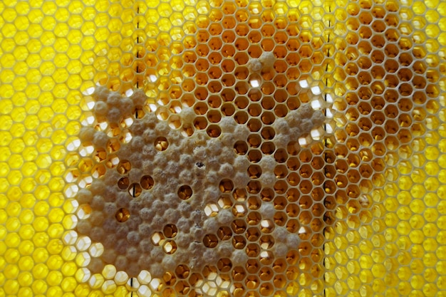 Drop of bee honey drip from hexagonal honeycombs filled with golden nectar honeycombs summer composition consisting of drop natural honey drip on wax frame bee drop of bee honey drip in honeycombs