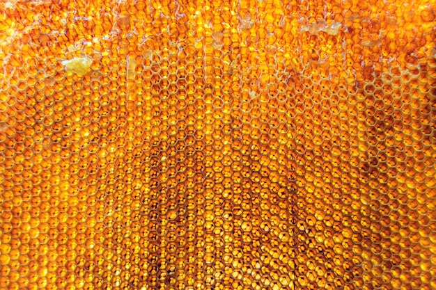 Drop of bee honey drip from hexagonal honeycombs filled with golden nectar honeycombs summer composition consisting of drop natural honey drip on wax frame bee drop of bee honey drip in honeycombs