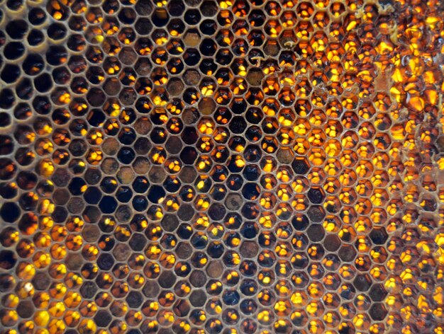 Drop of bee honey drip from hexagonal honeycombs filled with golden nectar Honeycombs summer composition consisting of drop natural honey drip on wax frame bee Drop of bee honey drip in honeycombs