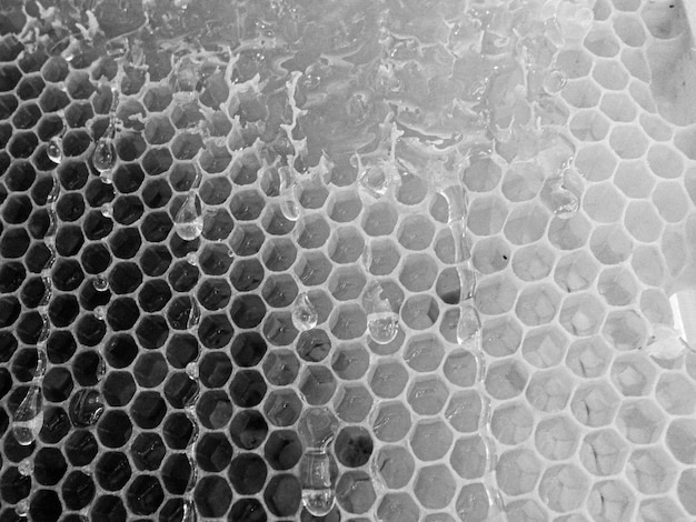 Drop of bee honey drip from hexagonal honeycombs