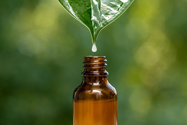 A drop of cosmetic oil hangs on a green leaf. Summer on a green background.