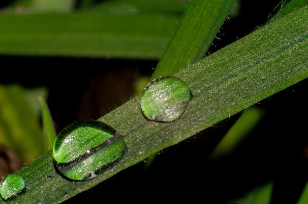 Drop of dew closeup with reflection on the green grass Macro photo of new life in the spring