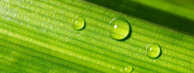 Drop of dew on Green Pandan leaf, Banner for ecology friendly and sustainability