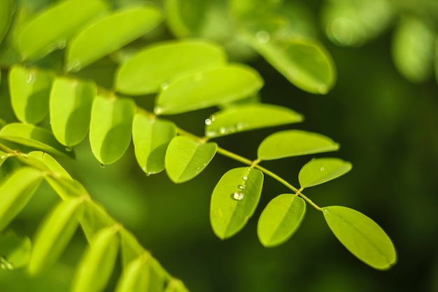 A drop of dew on the leaves of the plant