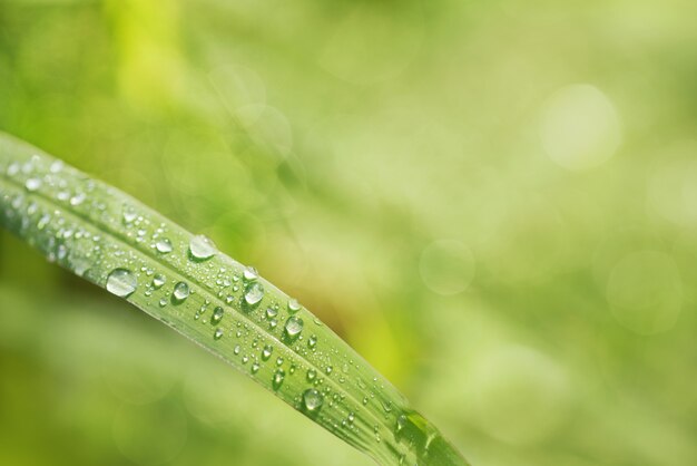 Drop of dew in morning on leaf with sun light