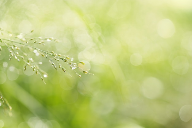Photo drop of dew in morning on leaf with sun light