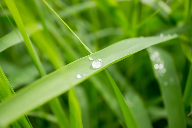 Drop of dew in morning on leaf