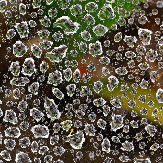 Photo drop of dew on a spider web.