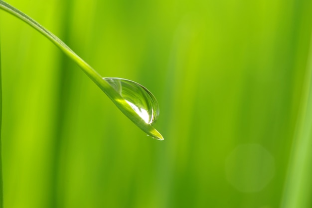 Drop on grass