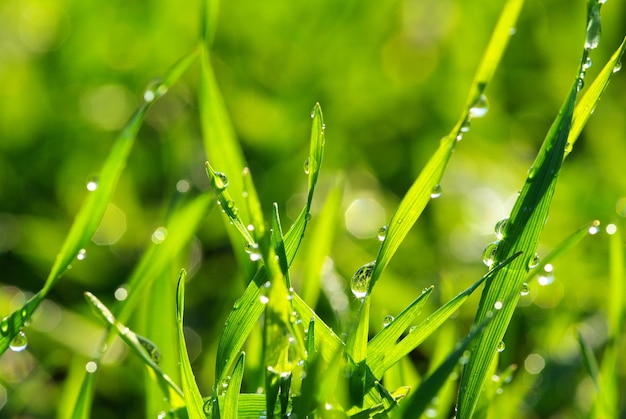 Drop on grass