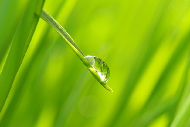 Drop on grass