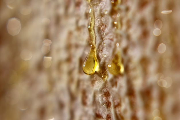 Drop of honey dripping from the honeycomb closeup