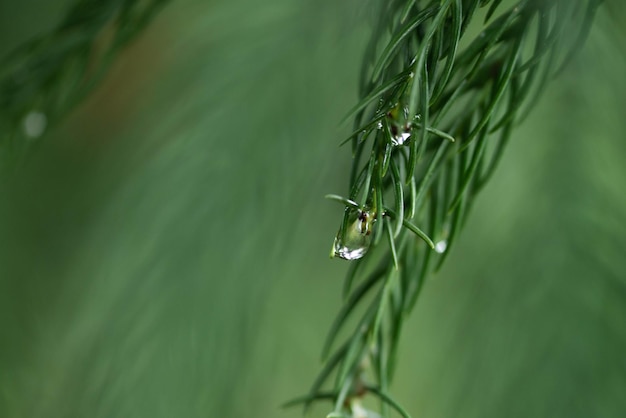 A Drop Of Melted Snow On A Spruce Branch. Close-up Of Green Spruces Branch