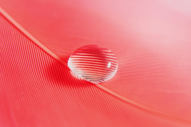 Drop on the pink feather. Gentle soft beautiful artistic close-up photo. Bright abstract macro picture.