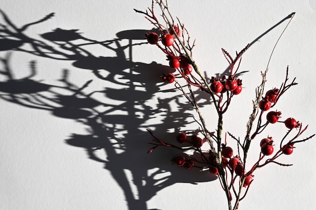 Drop shadow from a branch with berries. Top view of the long shadow of a falling branch.