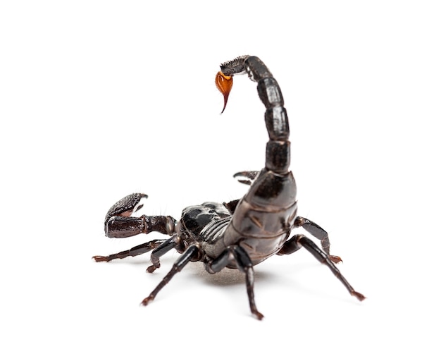 Drop of venom on the tail of a Emperor scorpion, Pandinus imperator, isolated